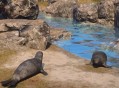 《颂钟长鸣》大型更新概览：全新生物登陆哈尔玛尔群岛