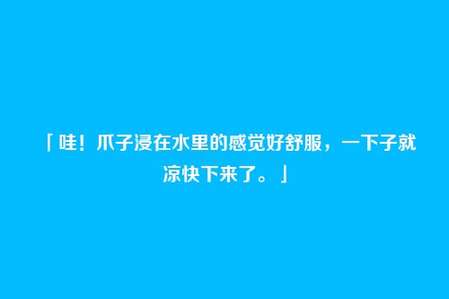「哇!爪子浸在水里的感觉好舒服,一下子就凉快下来了。」