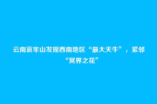 云南哀牢山发现西南地区“最大天牛”,紧邻“冥界之花”
