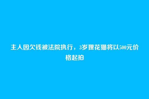 主人因欠钱被法院执行,3岁狸花猫将以500元价格起拍